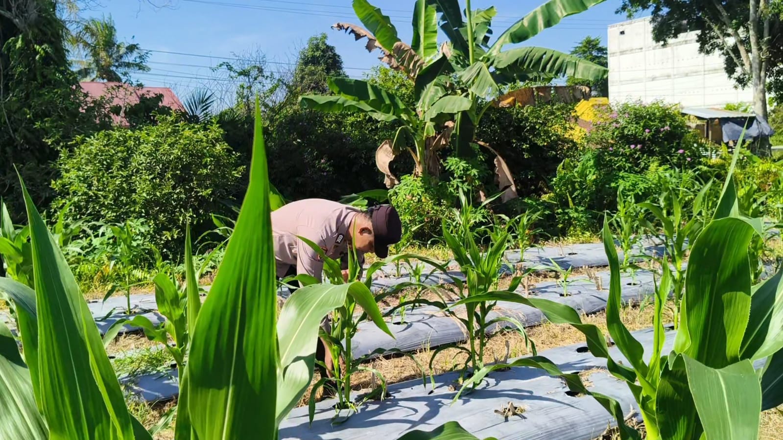 Polsek Bungaraya Cek Tanaman Jagung Program Pekarangan Pangan Bergizi