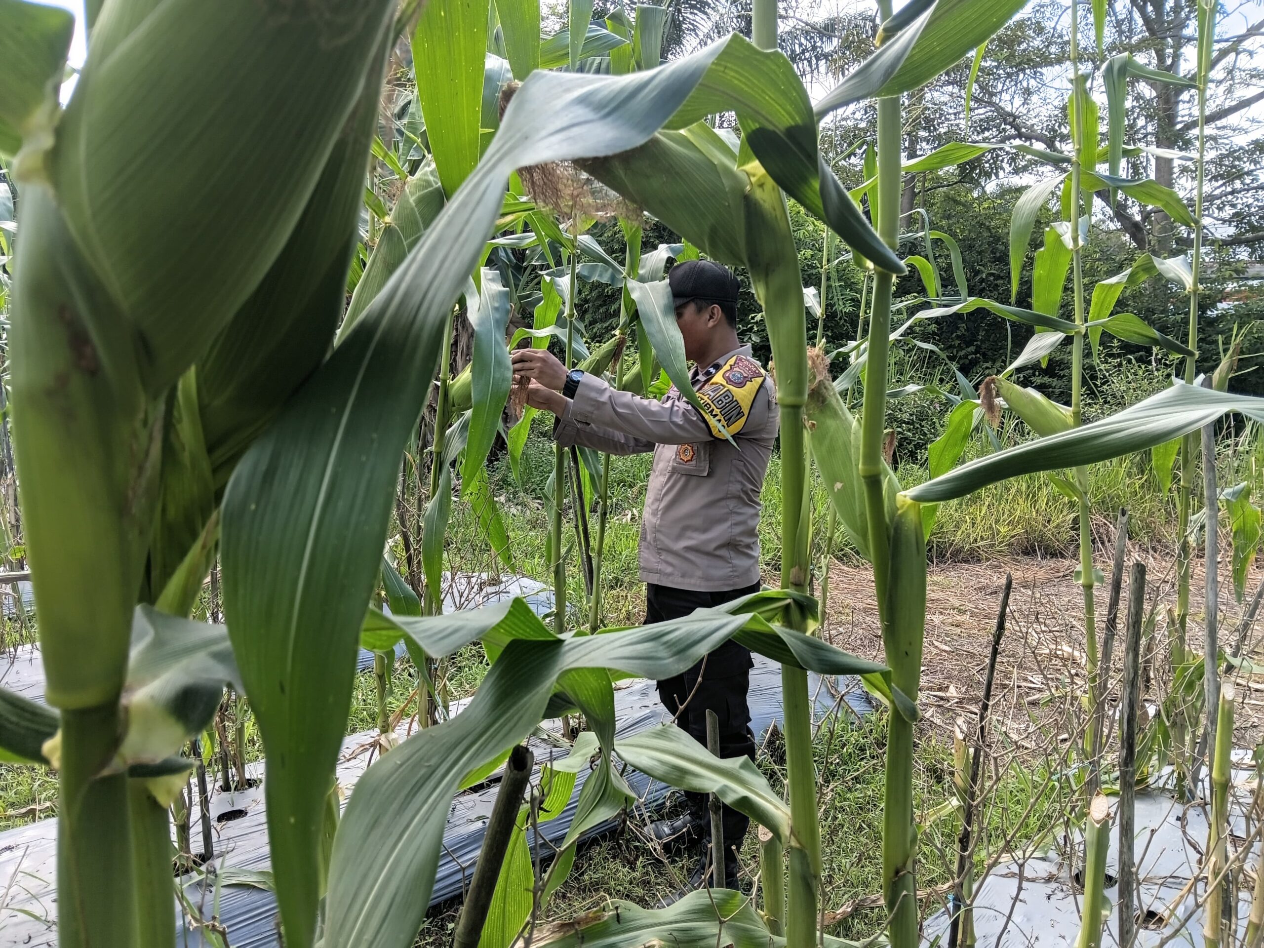 Bhabinkamtibmas Polsek Bungaraya Pantau Lahan Jagung Manis Dukung Program Asta Cita