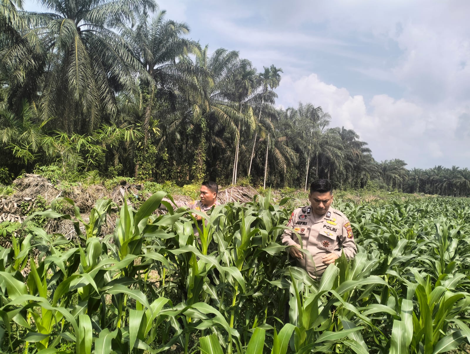 Kapolsek Bungaraya Cek Tanaman Jagung Pipil 1,5 Ha Dukung Program Asta Cita