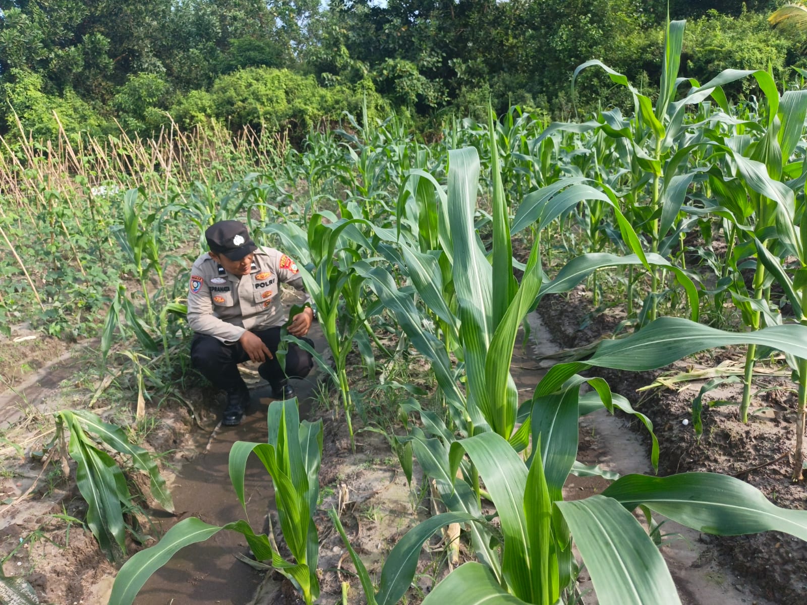 Bhabinkamtibmas Polsek Bungaraya Pantau Jagung Manis di Benayah