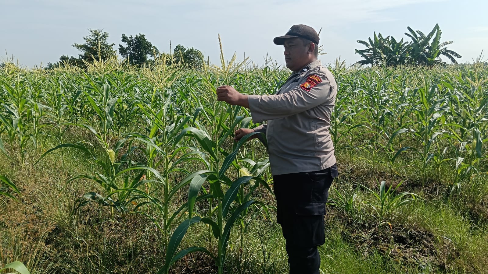 Bhabinkamtibmas Polsek Bungaraya Cek Tanaman Jagung Program Perkarangan Pangan Bergizi di Kampung Jayapura