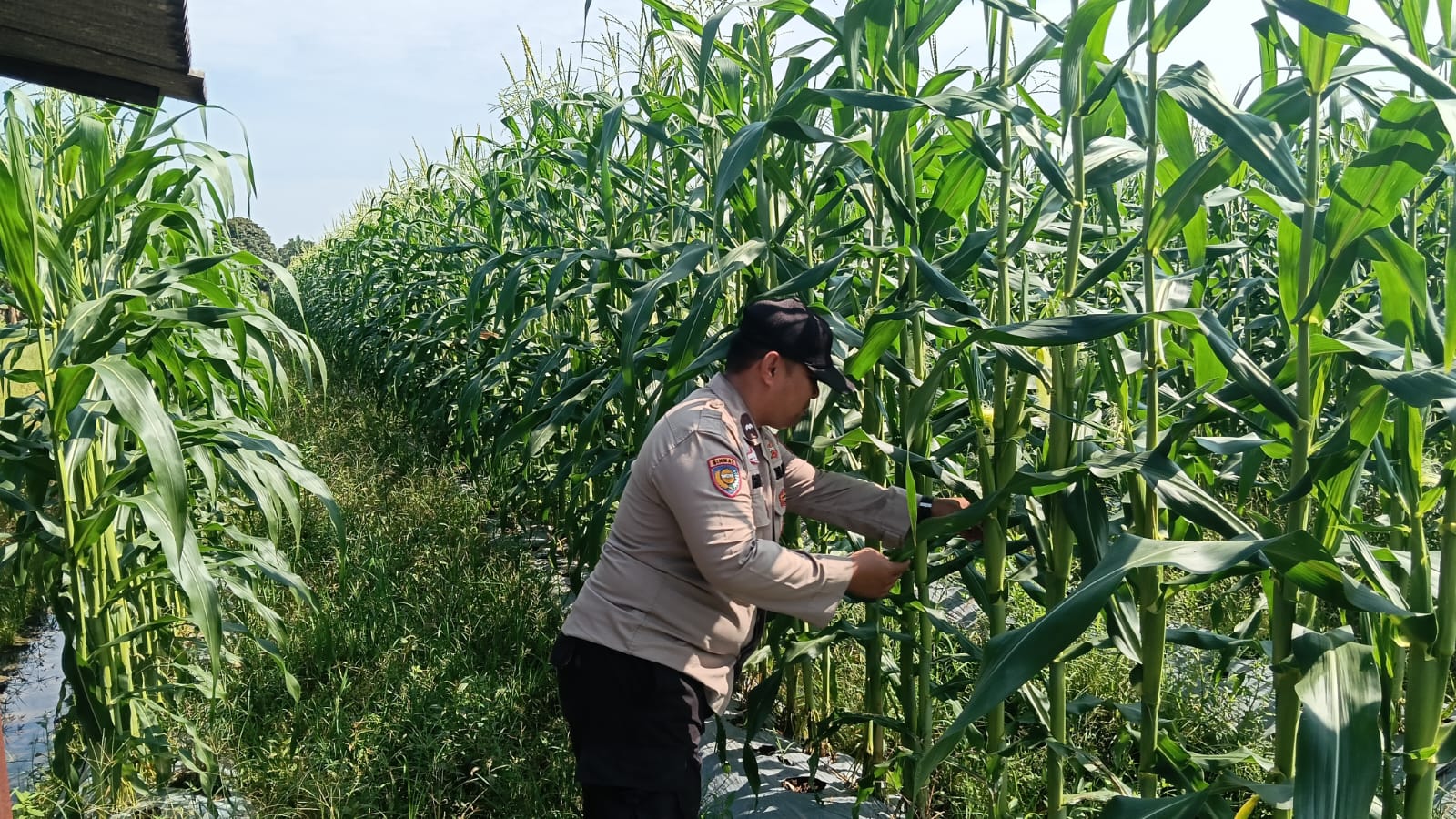 Bhabinkamtibmas Polsek Bungaraya Pantau Tanaman Jagung Program P2B di Kampung Kemuning Muda