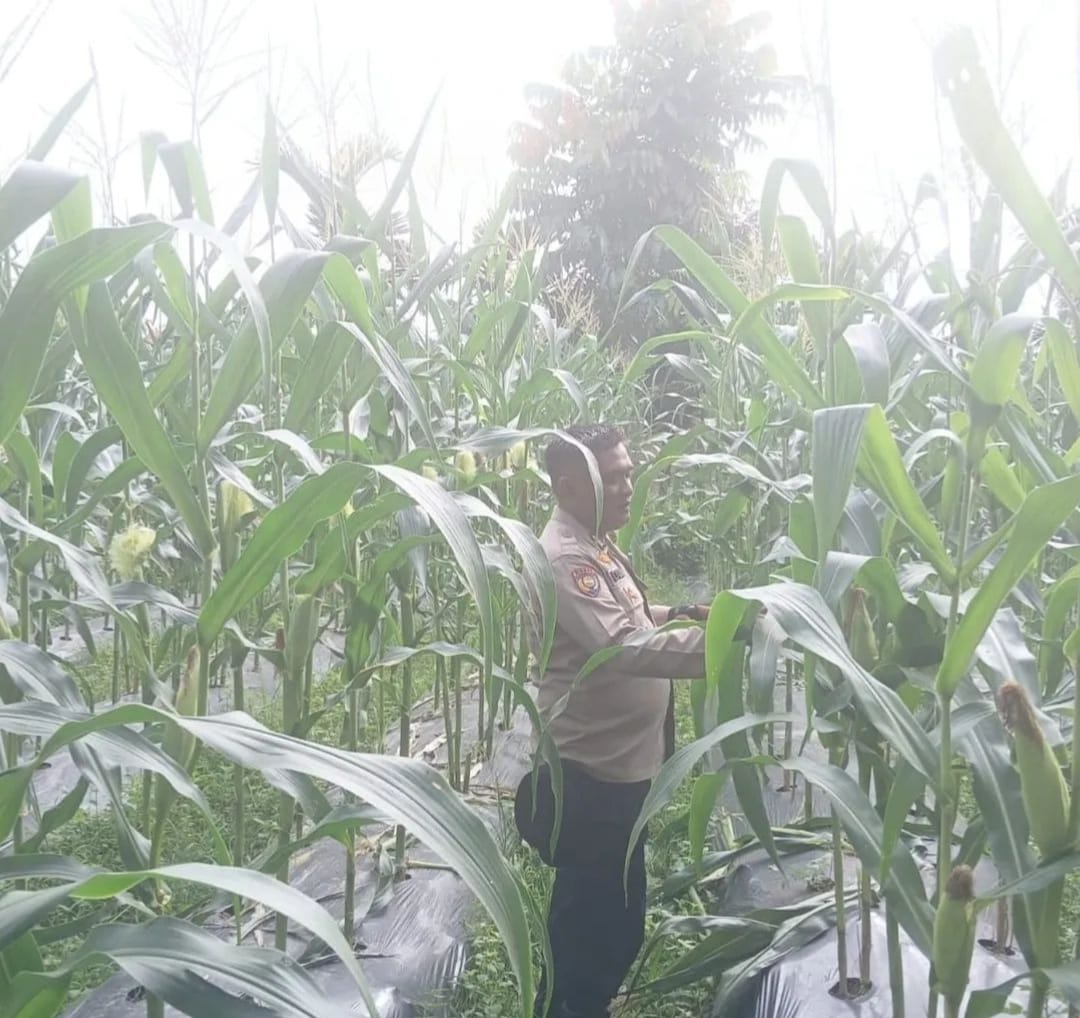 Bhabinkamtibmas Polsek Bungaraya Cek Tanaman Jagung Program Pekarangan Pangan Bergizi di Kampung Dayang Suri