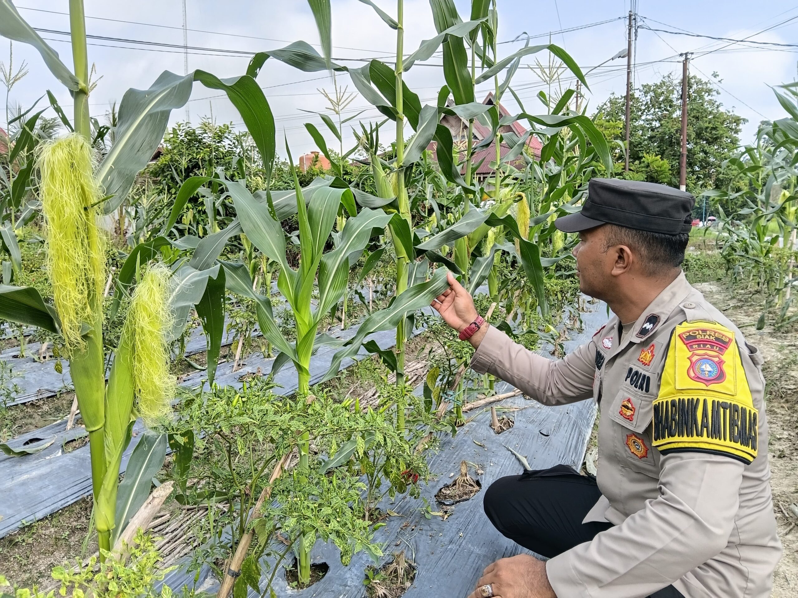 Bhabinkamtibmas Polsek Bungaraya Pantau Tanaman Jagung Program Pekarangan Pangan Bergizi di Kampung Dosan