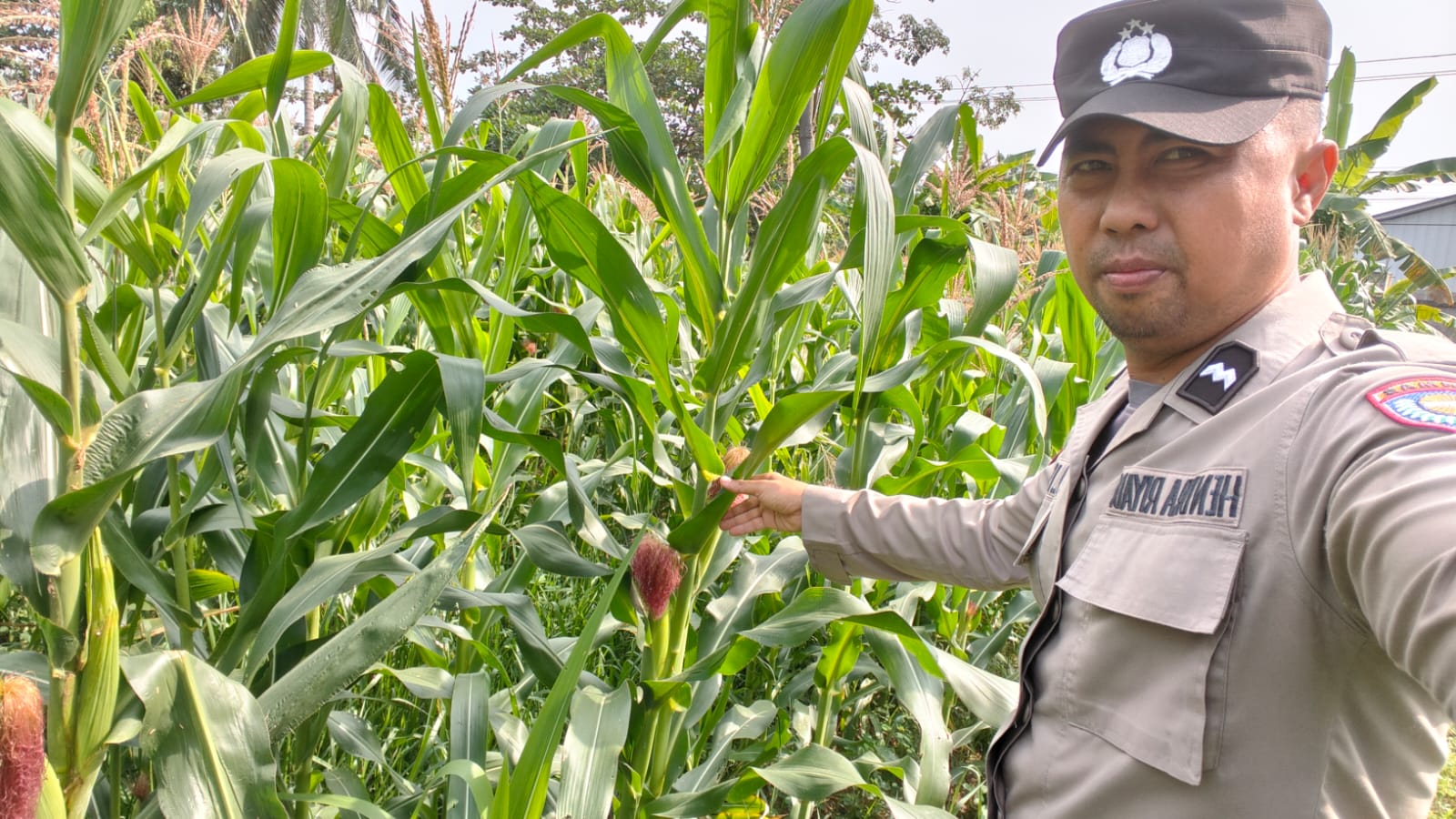 Dukung Asta Cita, Bhabinkamtibmas Polsek Bungaraya Cek Tanaman Jagung Pipil di Kampung Temusai