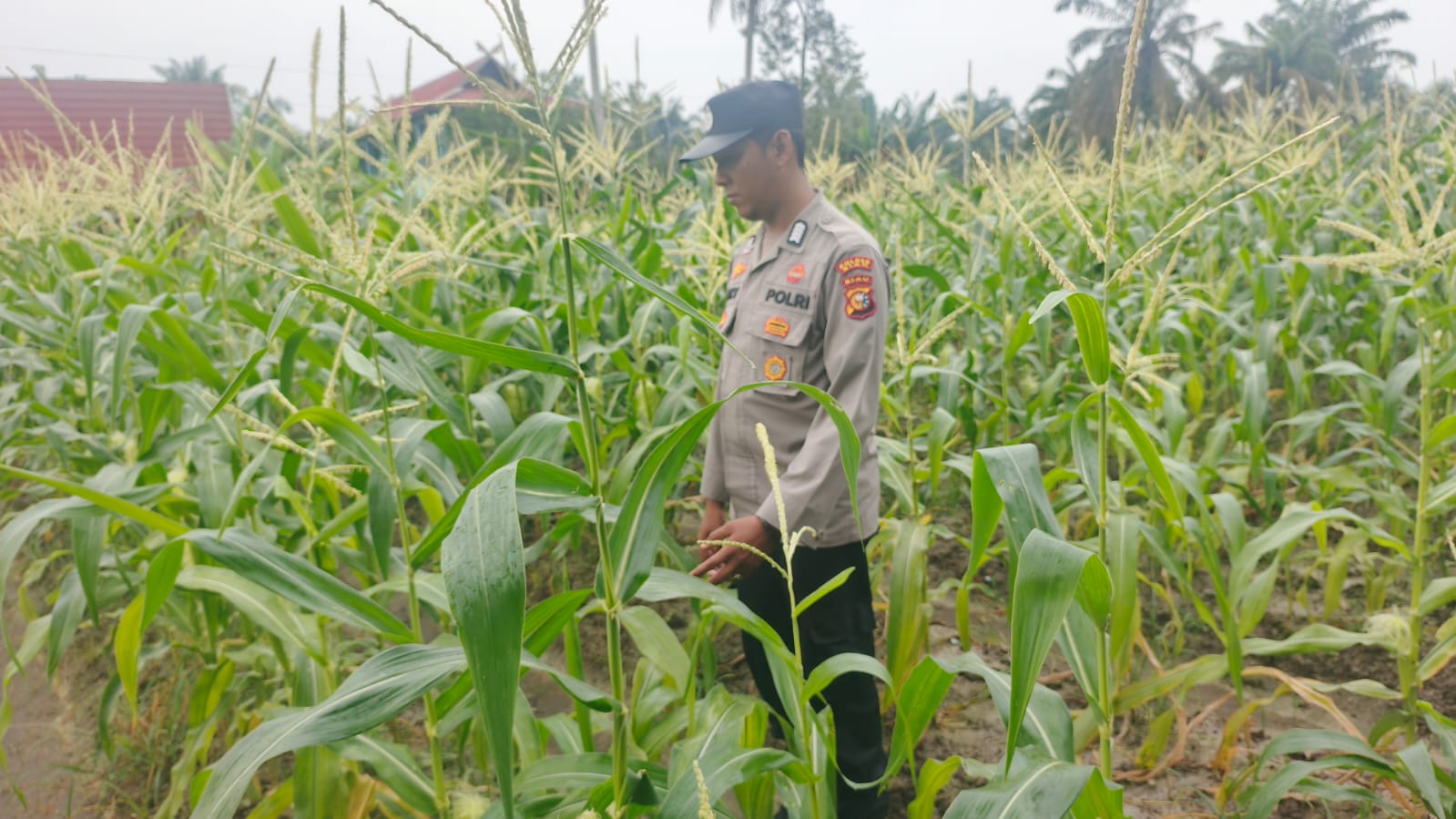 Bhabinkamtibmas Polsek Bungaraya Pantau Tanaman Jagung Manis Program Pekarangan Pangan Bergizi di Dusun Endang Dharma