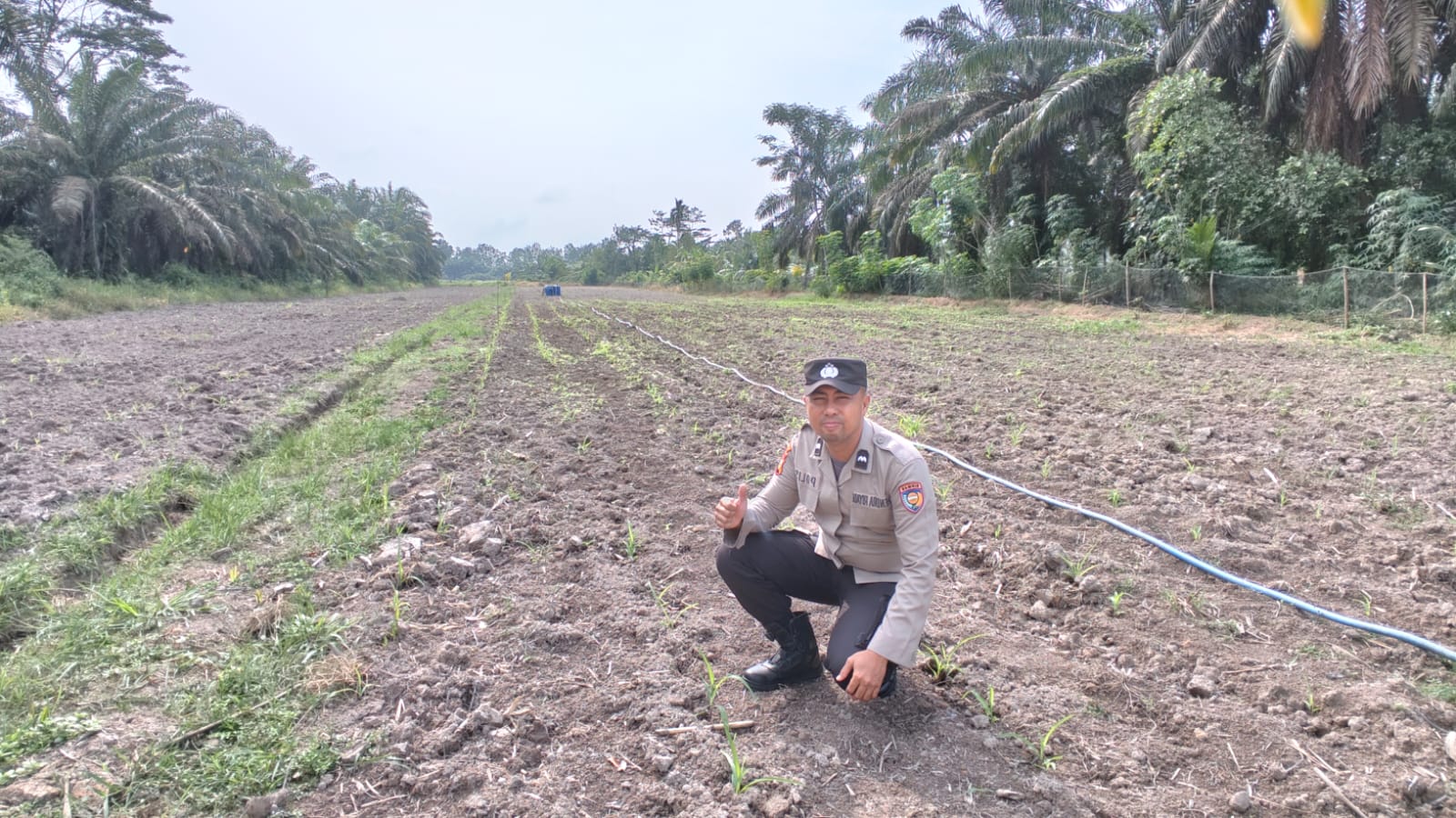 Bhabinkamtibmas Polsek Bungaraya Cek Tanaman Jagung Pipil di Kampung Temusai Dukung Ketahanan Pangan