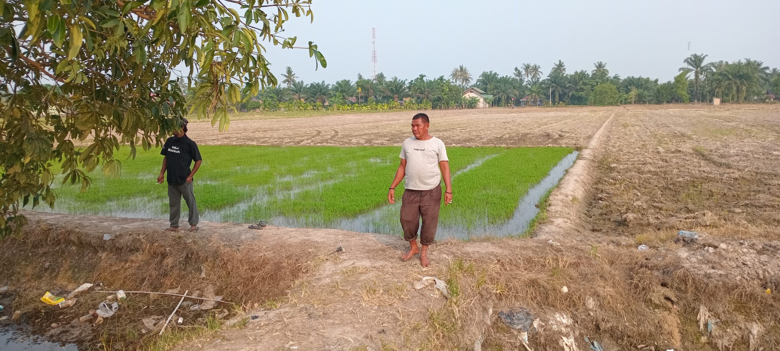 Sawah Kering, Pompanisasi Puluhan Miliar Kurang Maksimal, Petani BAZNAS Siak di Bungaraya Terancam Gagal Tanam