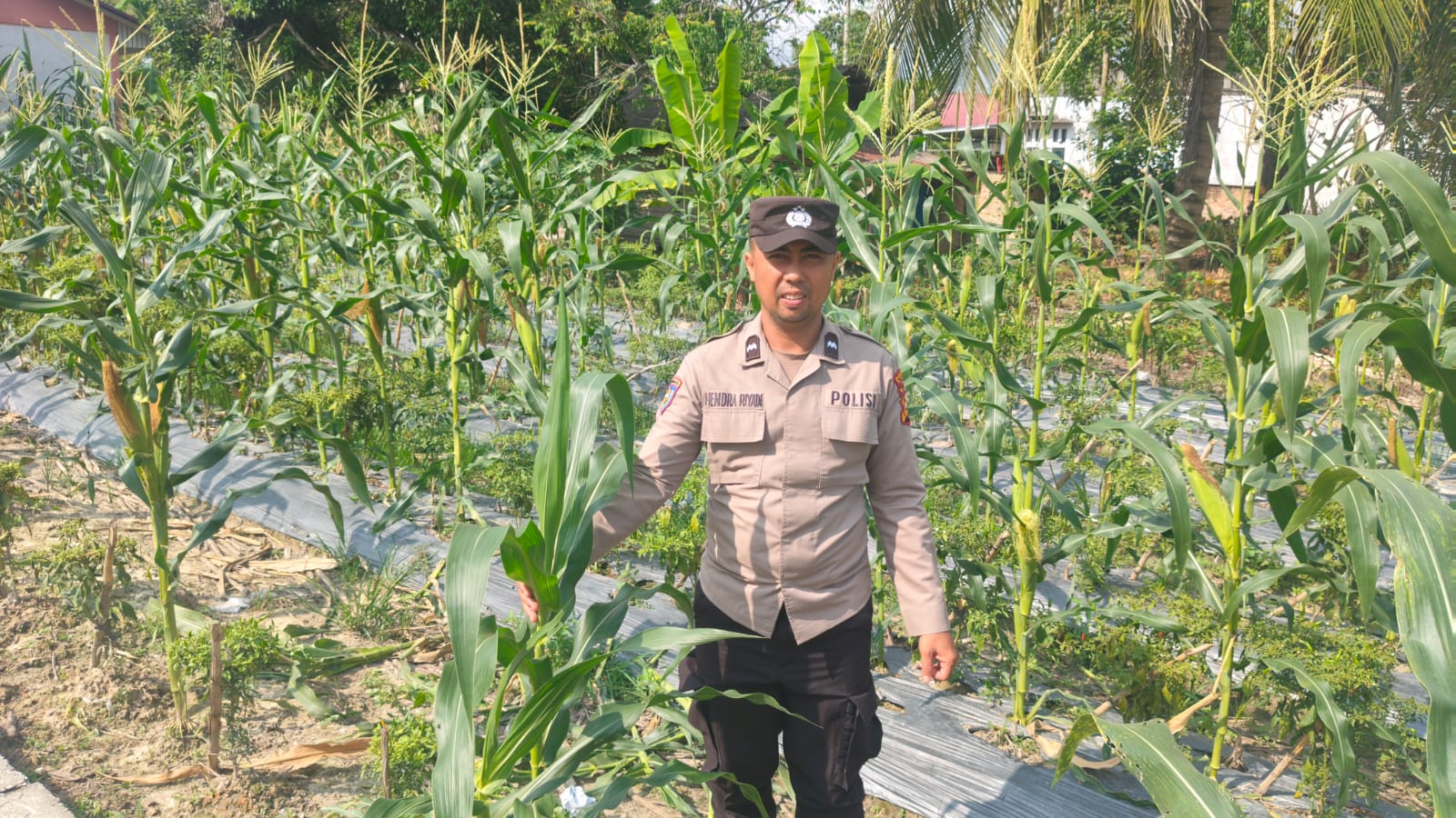 Bhabinkamtibmas Polsek Bungaraya Pantau Tanaman Jagung Manis Program Pekarangan Pangan Bergizi di Kampung Langsat Permai
