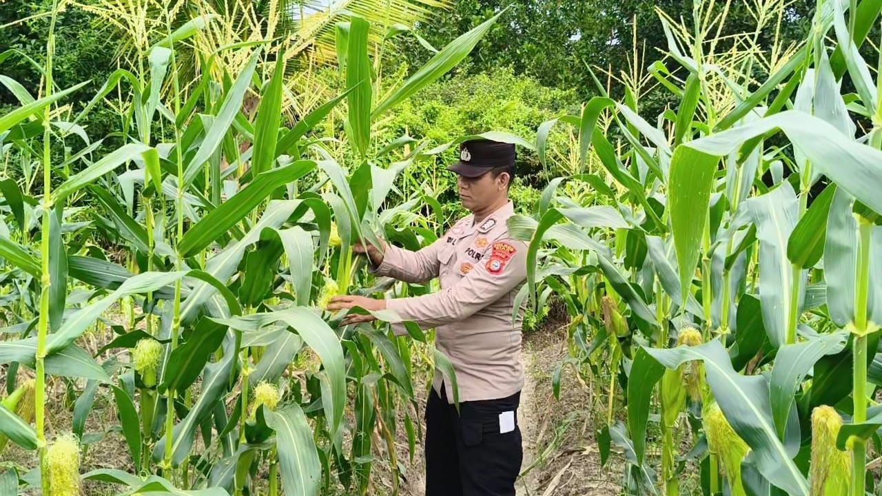 Bhabinkamtibmas Polsek Bungaraya Monitoring Tanaman Jagung Manis Program Pekarangan Pangan Bergizi