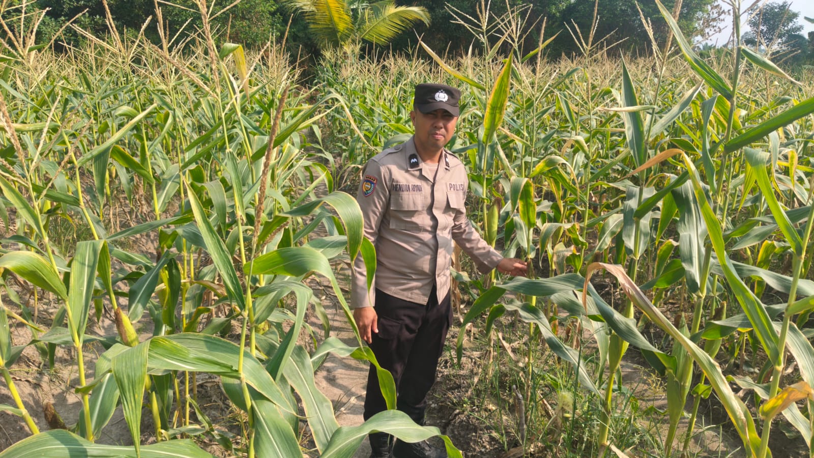 Bhabinkamtibmas Polsek Bungaraya Cek Tanaman Jagung Program Pekarangan Pangan Bergizi di Dusun Temutun