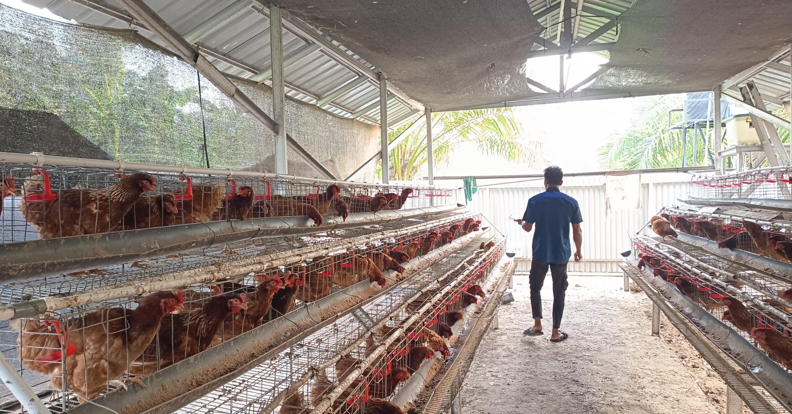 Keberadaan Kandang Ayam Dikeluhkan Warga, Ini Kata Direktur BUMKam Mitra Permai Mandiri