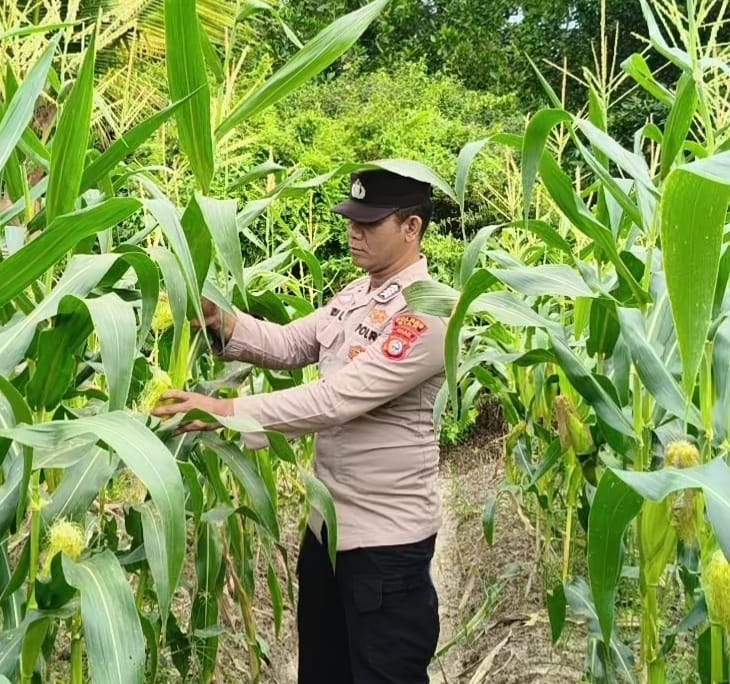 Bhabinkamtibmas Polsek Bungaraya Pantau Tanaman Jagung Program Pekarangan Pangan Bergizi di Kemuning Muda